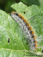 Медведица пурпурная 001